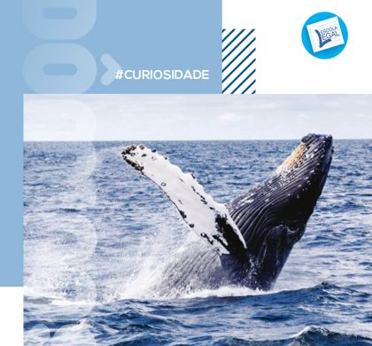 Baleias ajudam a combater mudanças climáticas, prestando serviço de captura de CO2 que custaria US$ 1 trilhão